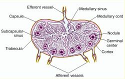 N's of Ranvier | definition of n's of Ranvier by Medical dictionary