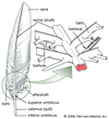 Feather (bird anatomy) | Article about Feather (bird anatomy) by The ...