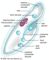 Paramecium definition of Paramecium in the Free Online Encyclopedia