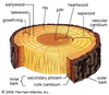 Wood definition of Wood in the Free Online Encyclopedia