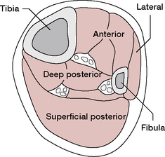 Crural fascia | definition of crural fascia by Medical dictionary