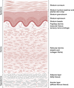 Skin inflammation | definition of skin inflammation by Medical dictionary