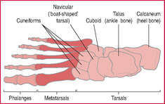 Slew foot | definition of slew foot by Medical dictionary