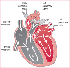 Heart | definition of heart by Medical dictionary