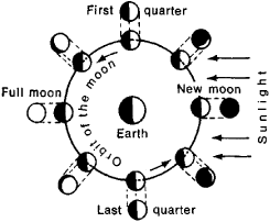 Phase of the moon | Article about phase of the moon by The Free Dictionary