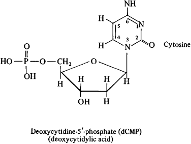 nucleotide structural formula