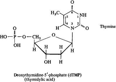 nucleotide molecule structure