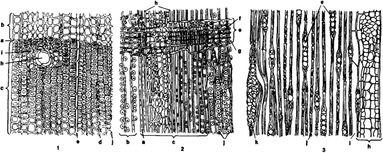 cross section of pine wood