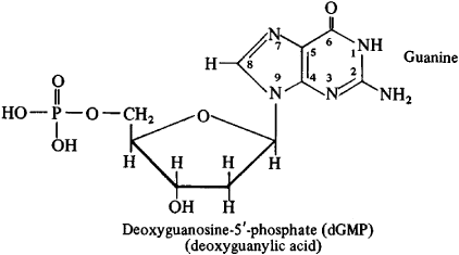 nucleotide structural formula