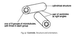 Centriole