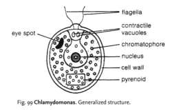 Chlamydomonas