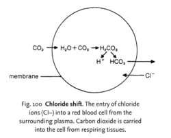 Chloride shift