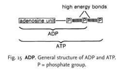 Fig. 15 ADP. General structure of ADP and ATP. P = phosphate group.