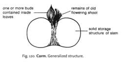 Fig. 120 Corn. Generalized structure.