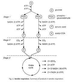 Aerobics,Aerobic Exercise,Aerobic Respiration,Aerobed,Aerobic Step