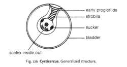 Cysticercus
