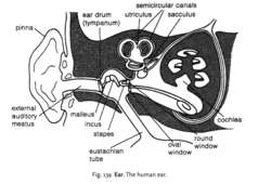 Fig. 139 Ear. The human ear.