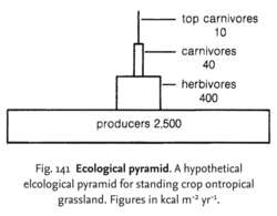 Ecological pyramid