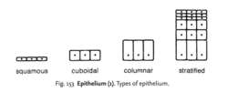 Epithelium (1)