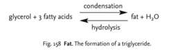 Fig. 158 Fat. The formation of a triglyceride.