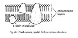 the fluid mosaic model of membrane structure