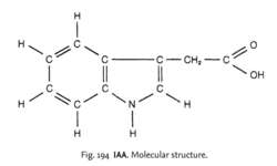 Fig. 194 IAA. Molecular structure.