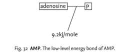 Fig. 32 AMP. The low-level energy bond of AMP.