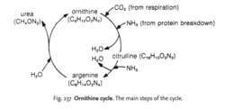 Ornithine cycle