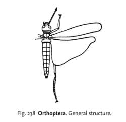 Orthoptera