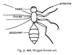 Fig. 37 Ant. Winged female ant.
