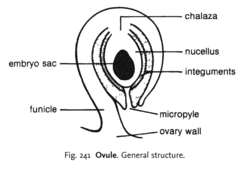 Ovule
