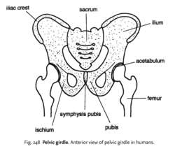 Pelvic girdle