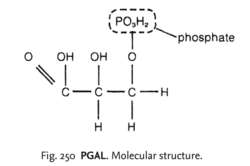 Fig. 250 PGAL. Molecular structure.
