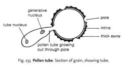 Pollen tube