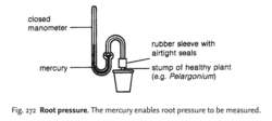 Root pressure