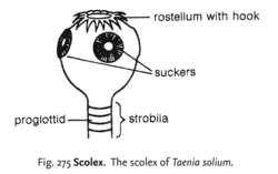 scolex tapeworm)
