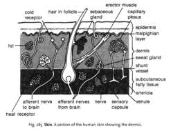 Fig. 285 Skin. A section of the human skin showing the dermis.