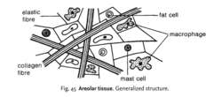 Areolar tissue | definition of areolar tissue by Medical dictionary