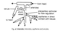 Arteriole