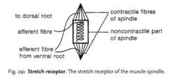 Stretch receptor
