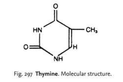 Thymine