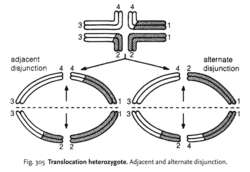 Translocation heterozygote