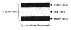 Unit-membrane model