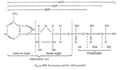 Fig. 55 ATP. The structure of ATP, ADP and AMP.
