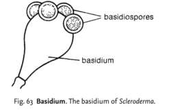 Basidium