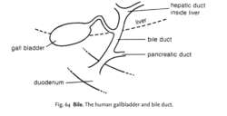 Fig. 64 Bile. The human gallbladder and bile duct.
