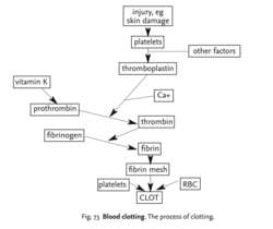 Blood Clotting Process