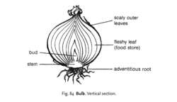 Fig. 84 Bulb. Vertical section.