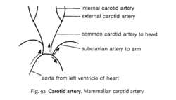 Carotid artery