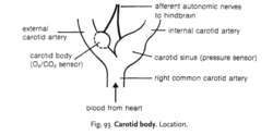 Carotid body